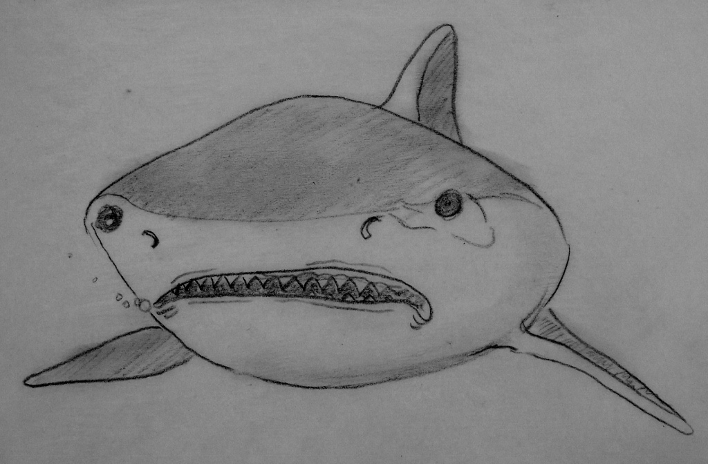 Shark!